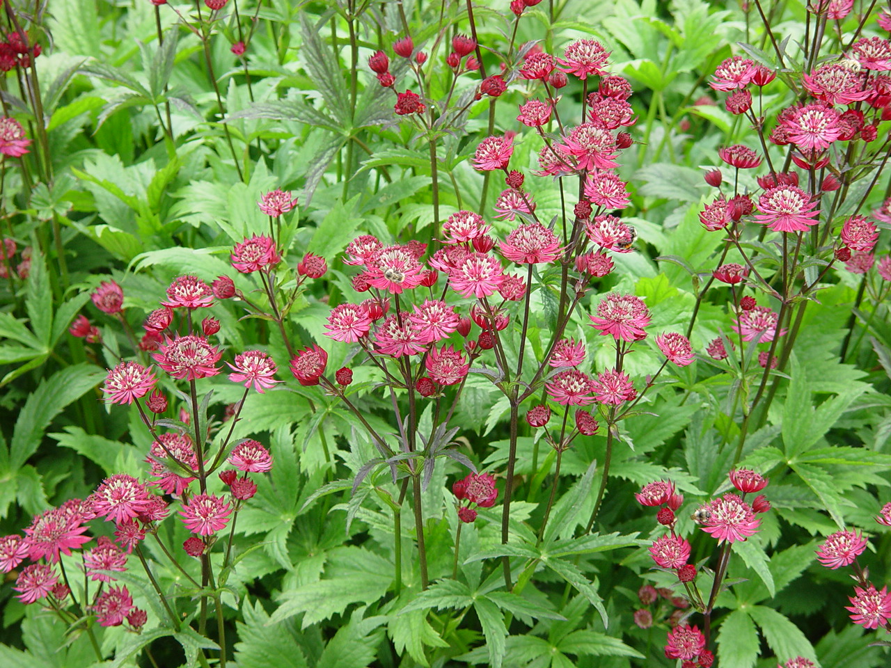 Astrantia major 'Moulin Rouge'